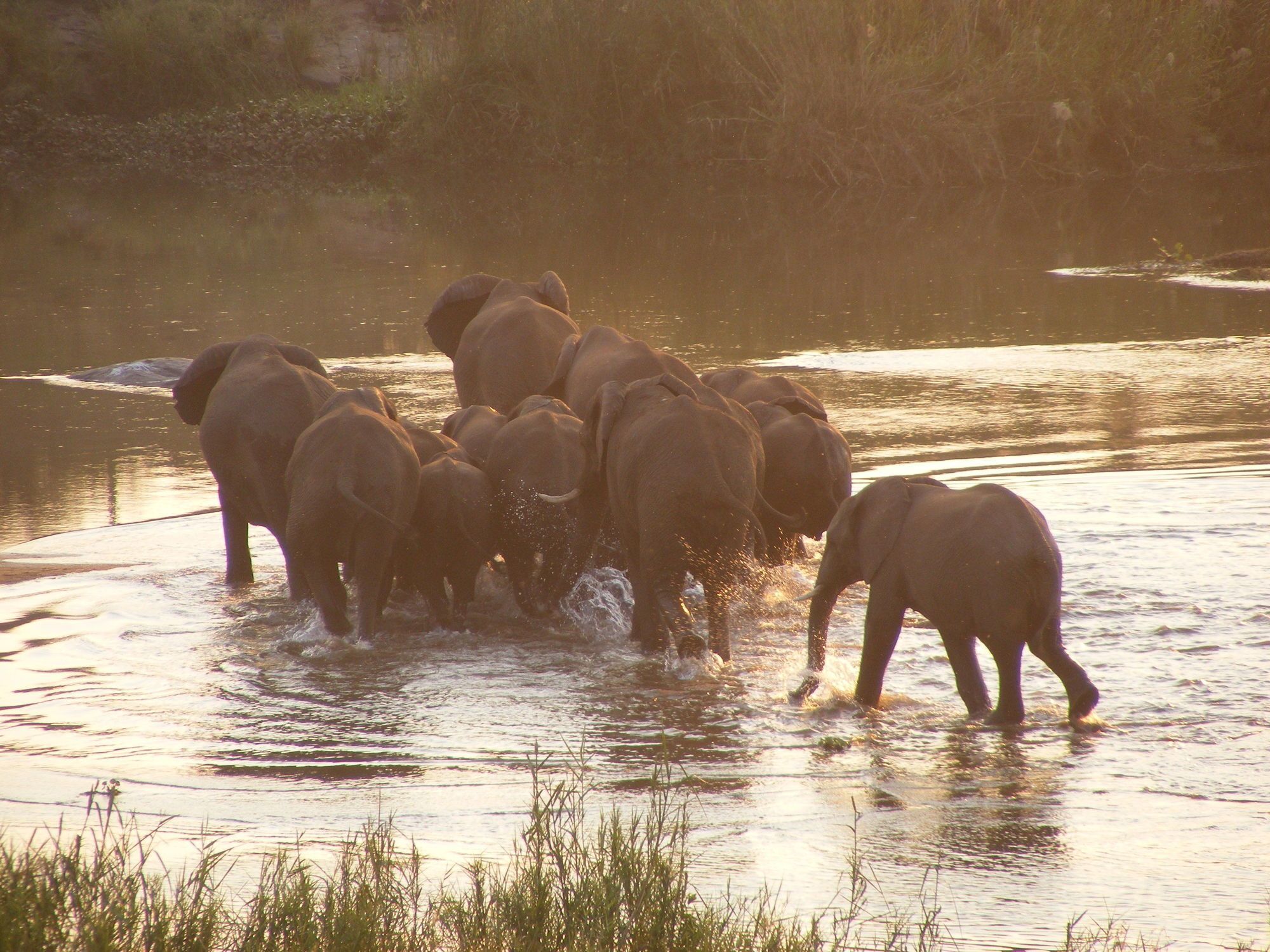 Elephant Walk Retreat Komatipoort Extérieur photo